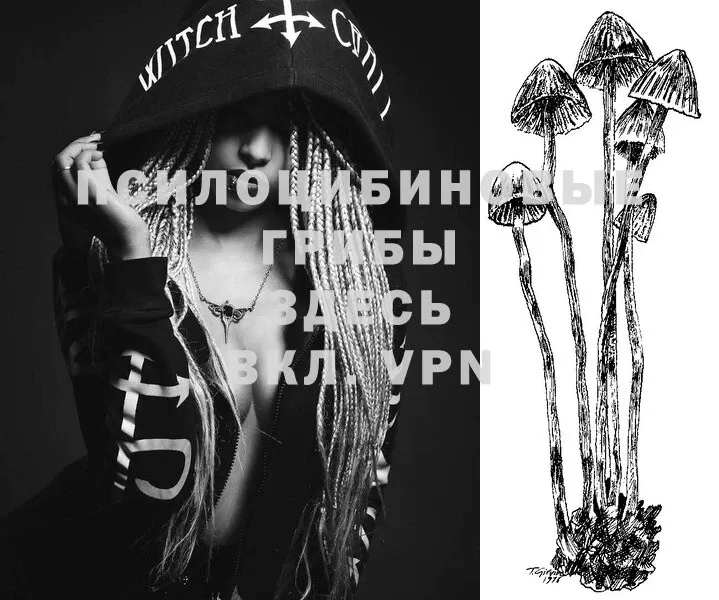 Псилоцибиновые грибы Magic Shrooms  Зубцов 